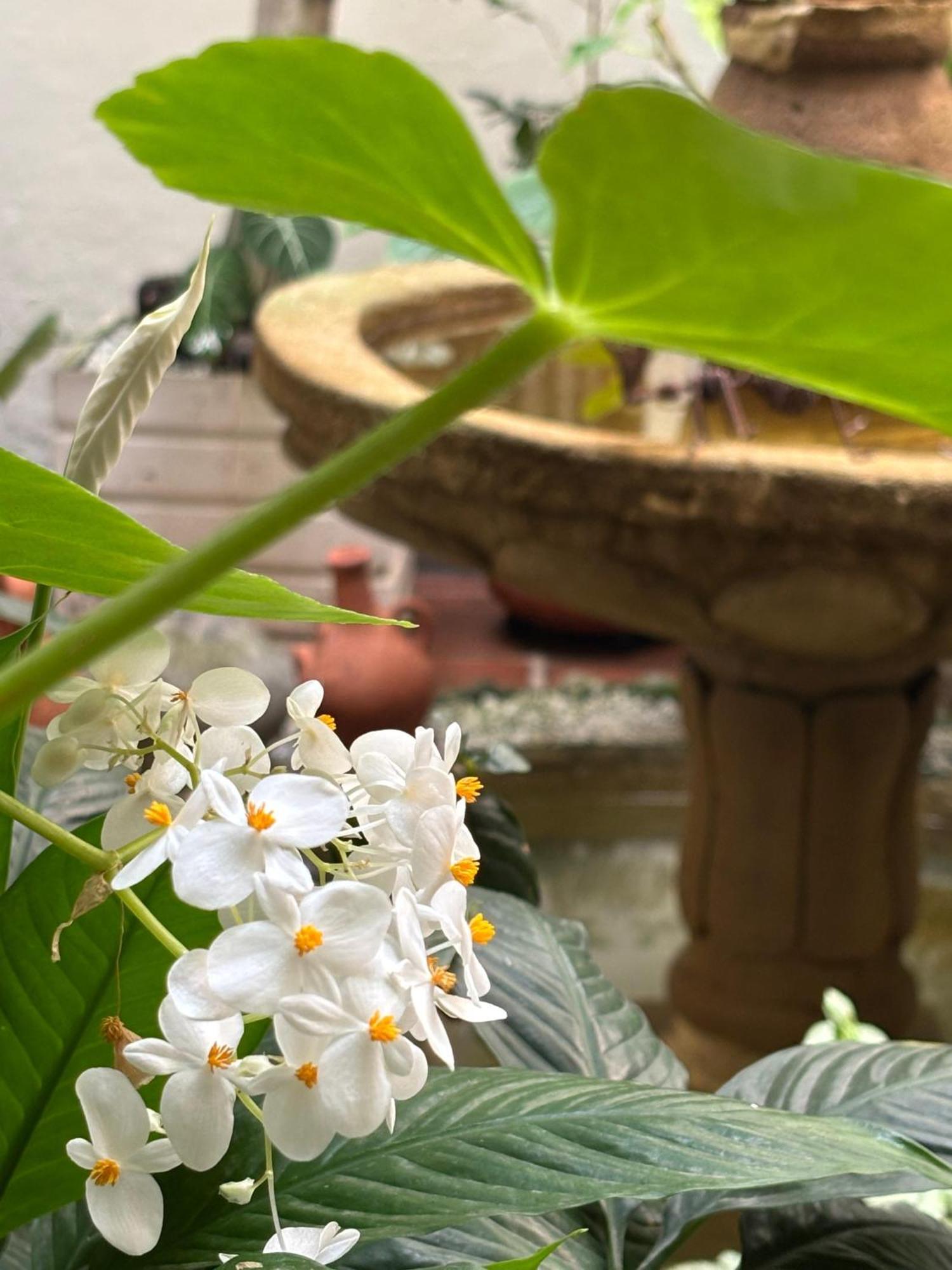 מלון קאלי Terraza De San Antonio מראה חיצוני תמונה